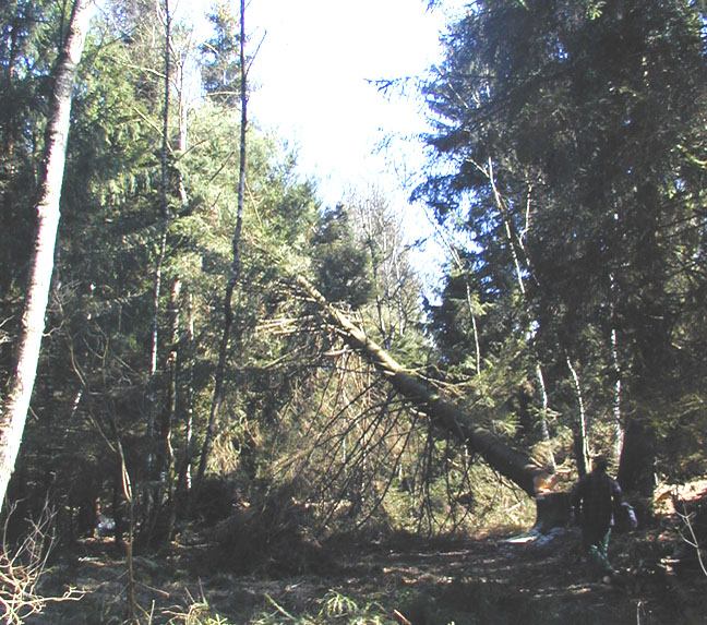 DOWNLOAD Baumf�llarbeiten in Bild und Ton 13:31 Min.