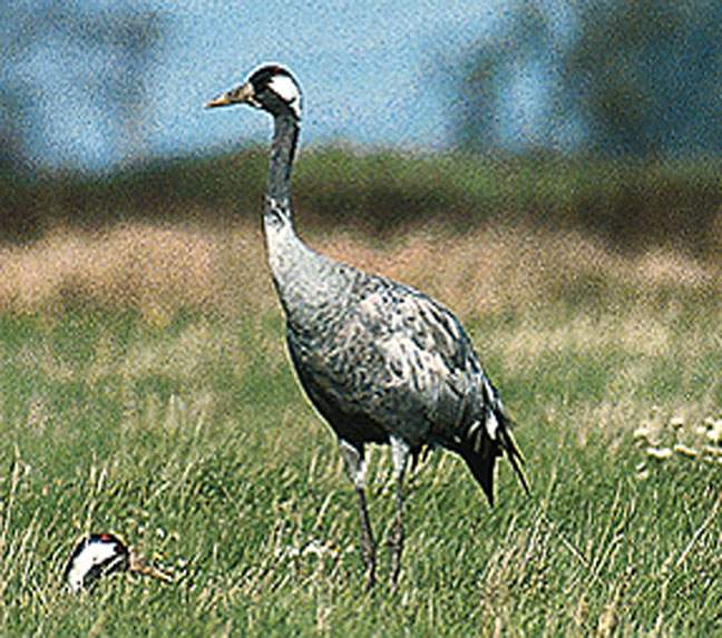 Kranich, Grus grus, 59 Min.