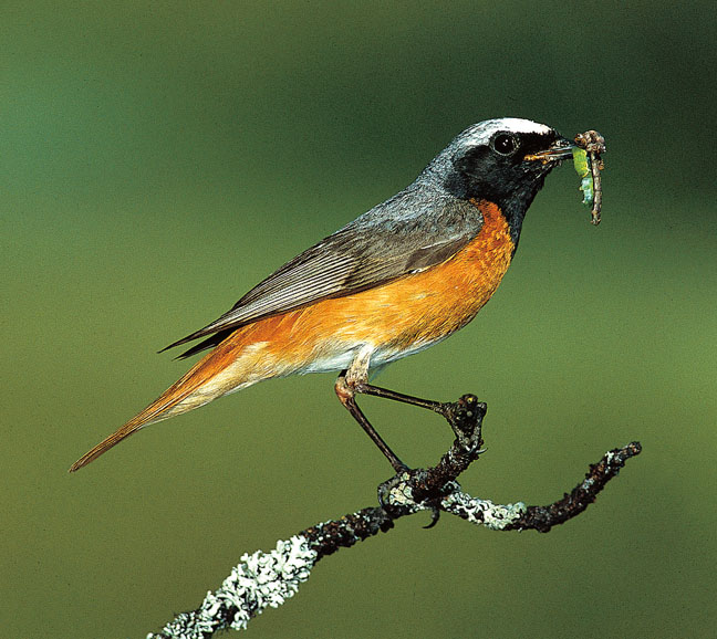 DOWNLOAD - Gartenrotschwanz - Vogelportr�t, Phoenicurus ph.