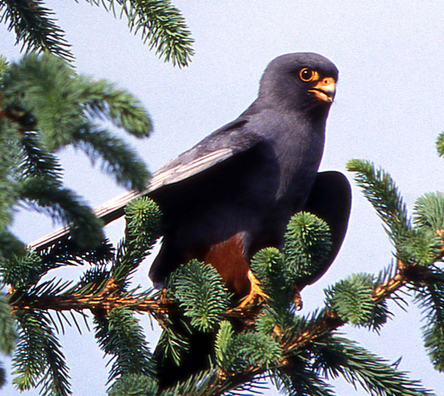 Rotfu�falke, Falco vespertinus, 11 Aufn., 16 Min.