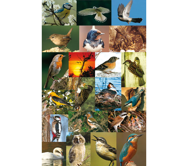 22 Vogel-Postkarten
