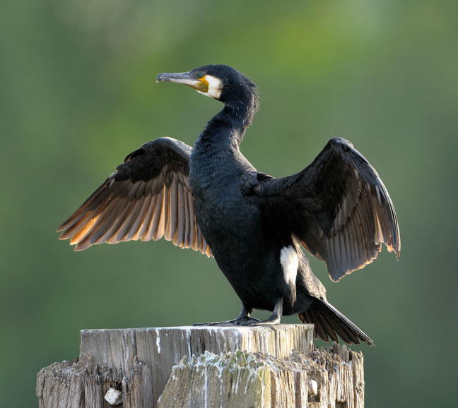 Kormoran, Phalacrocorax carbo, 10 Min.