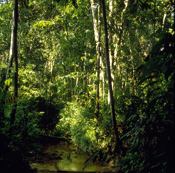 DOWNLOAD - Amazonas - Rio Negro, 45:05