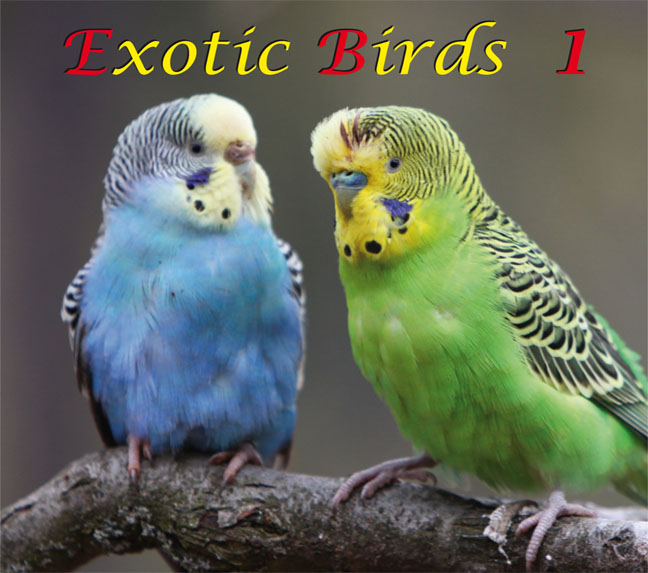 Exotic Birds 1, 50:31 min