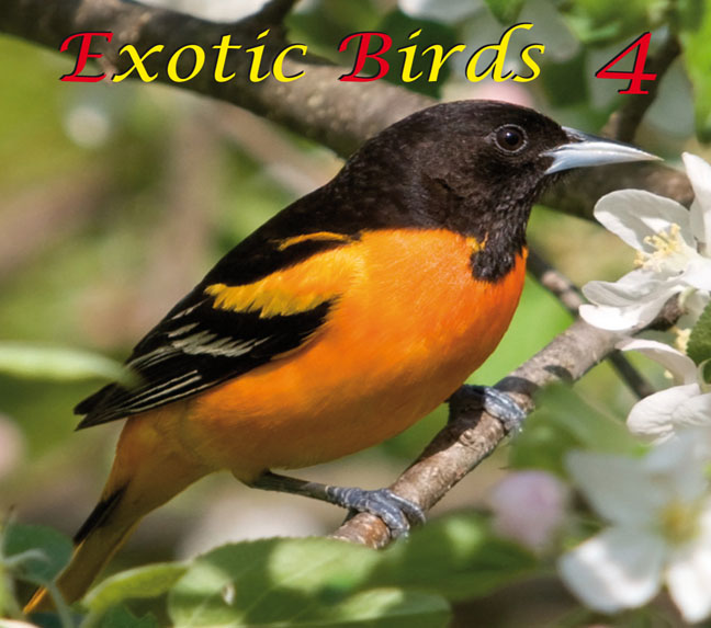 Exotic Birds 4, 48:42 min