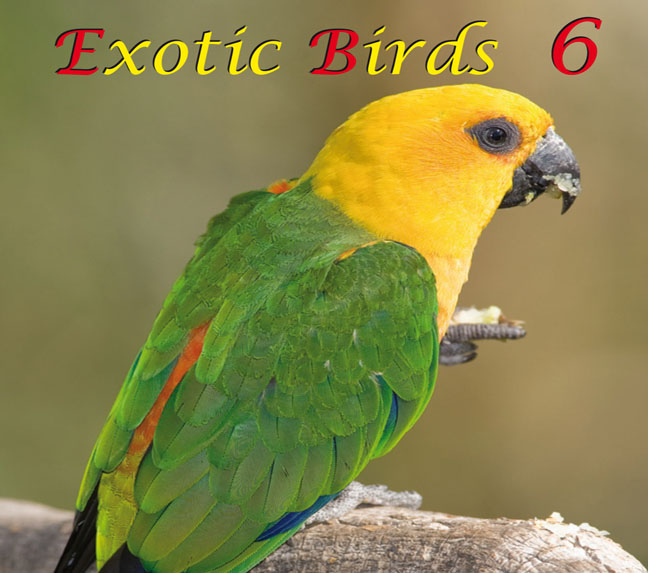 Exotic Birds 6, 50:56 min