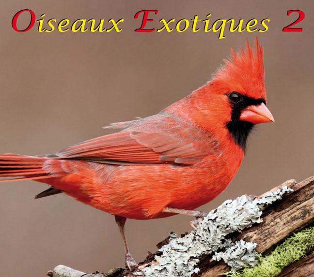 Oiseaux Exotiques 2, 48:49 min.
