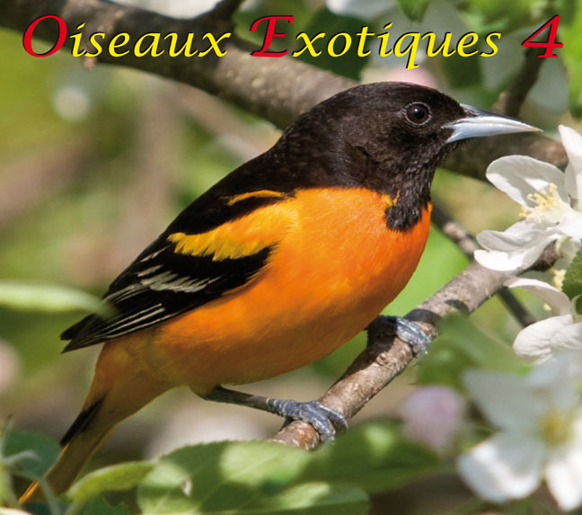 Oiseaux Exotiques 4, 48:42 min.
