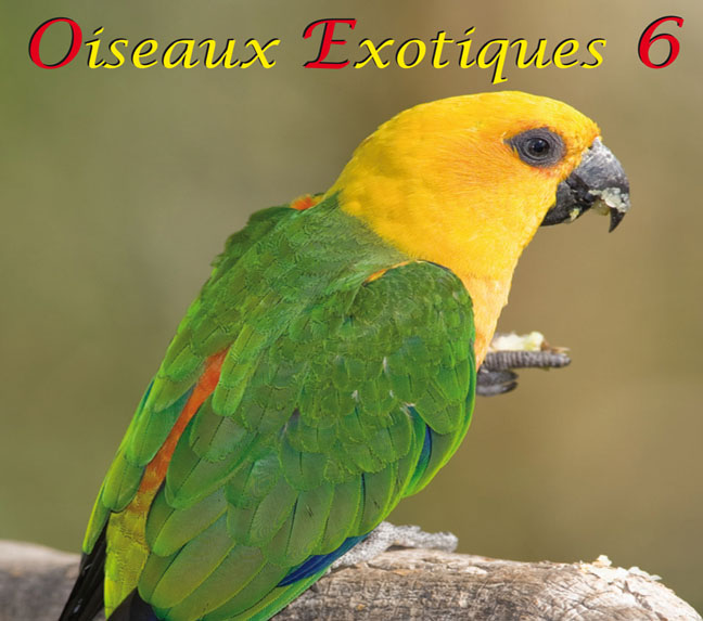 Oiseaux Exotiques 6, 50:56 min.