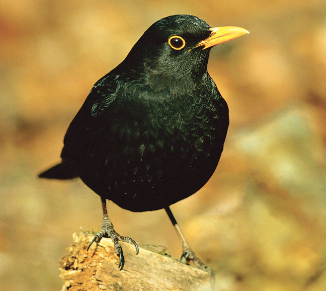 DOWNLOAD - Amsel - Vogelportr�t, Turdus merula, 30 Aufn., 33 Min