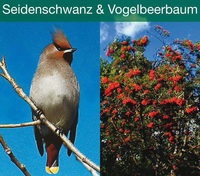 DOWNLOAD Seidenschwanz und Vogelbeerbaum
