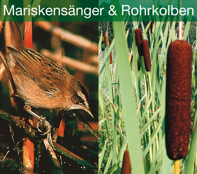 DOWNLOAD Mariskens�nger und Rohrkolben