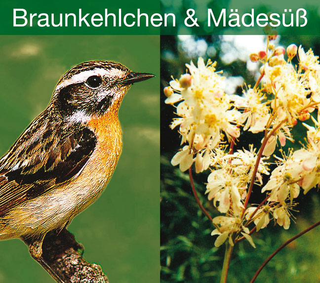 DOWNLOAD Braunkehlchen und M�des��