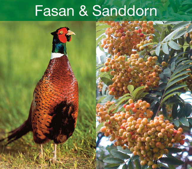 DOWNLOAD Fasan und Sanddorn