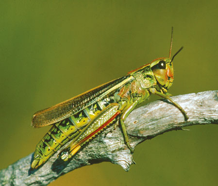 Insekten