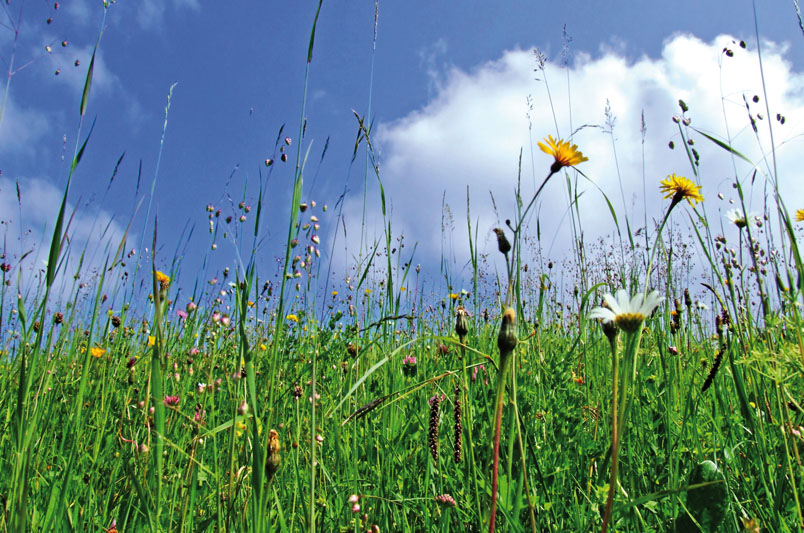 Natur