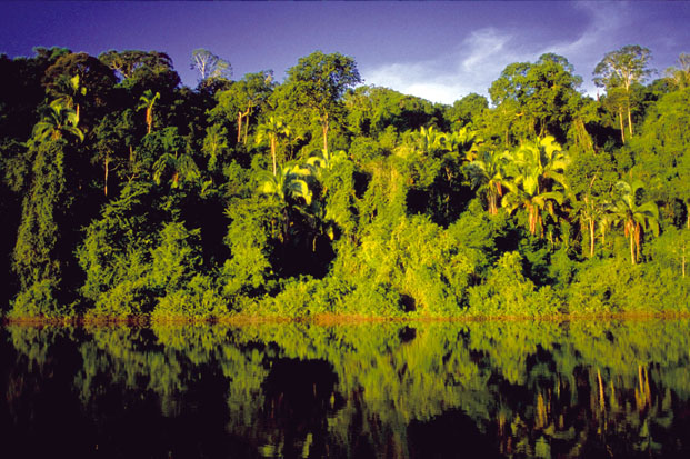 Regenwald