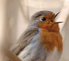 Vogelstimmen